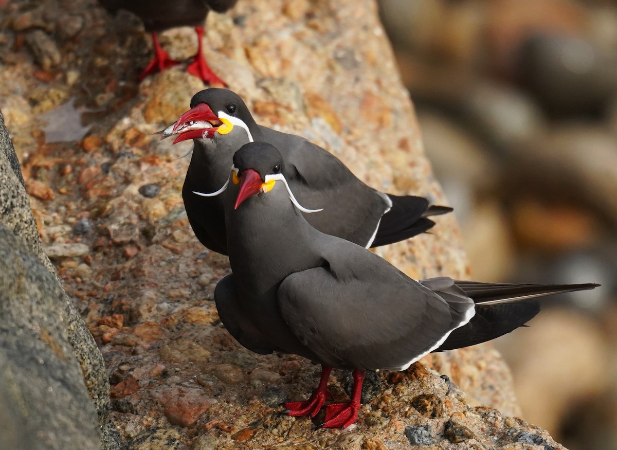 Inca Tern - ML620773597