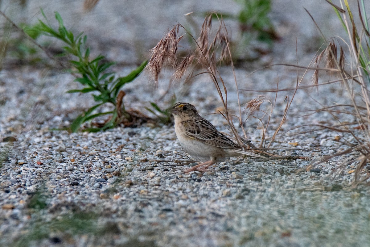 Grasshopper Sparrow - ML620773599