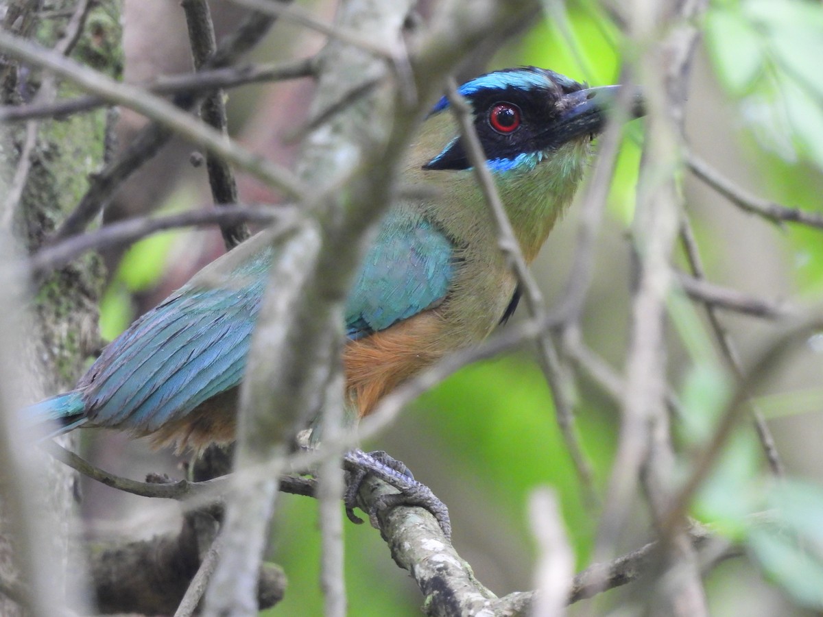 Motmot caraïbe - ML620773600