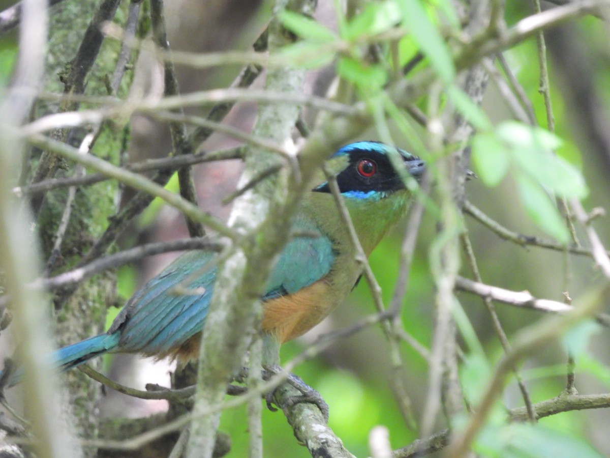 Motmot caraïbe - ML620773602