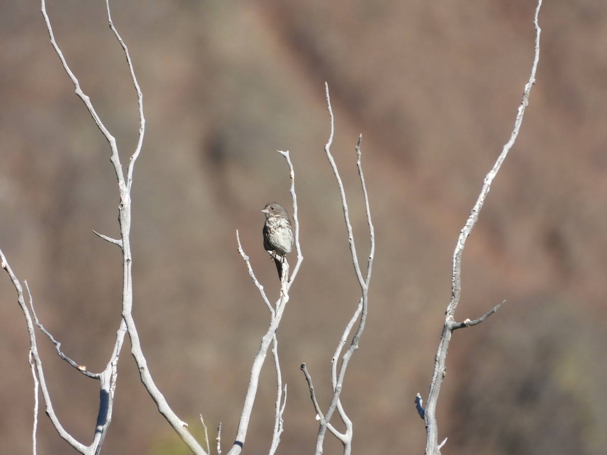 Fox Sparrow - ML620773603