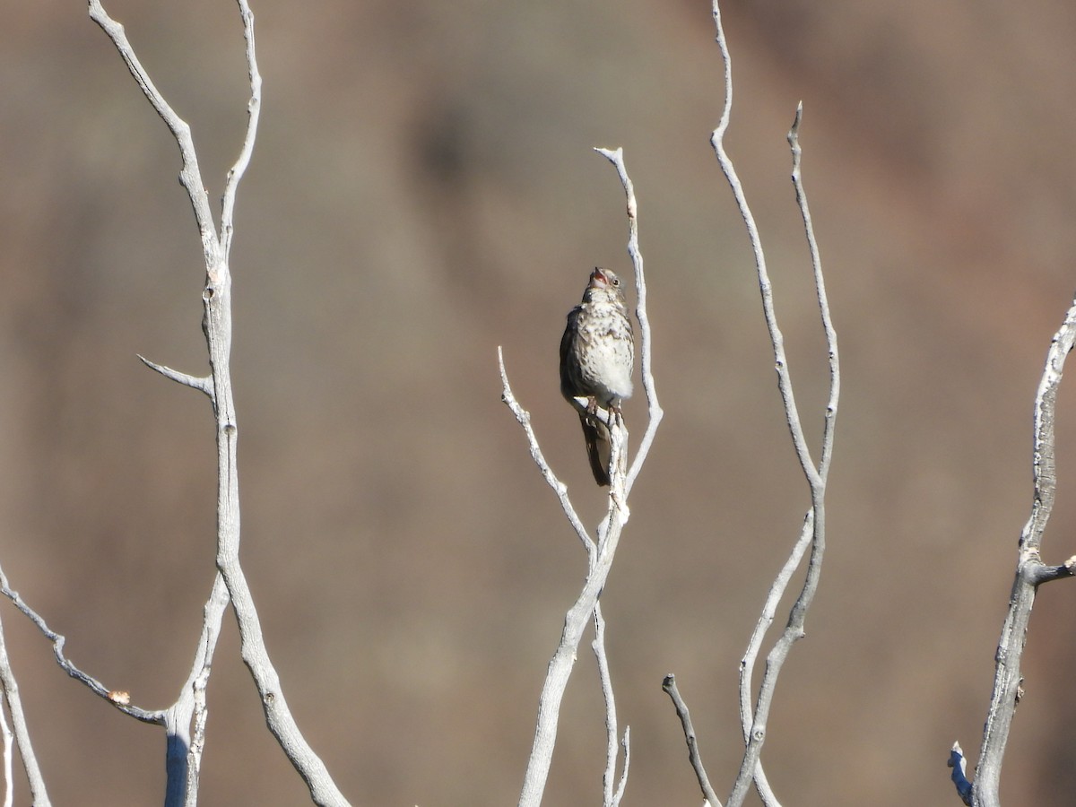 Fox Sparrow - ML620773604