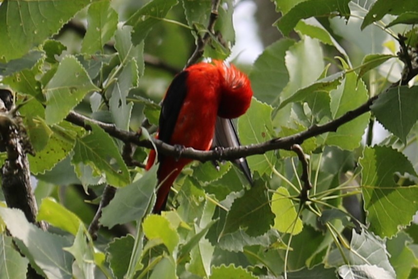 Scarlet Tanager - ML620773606