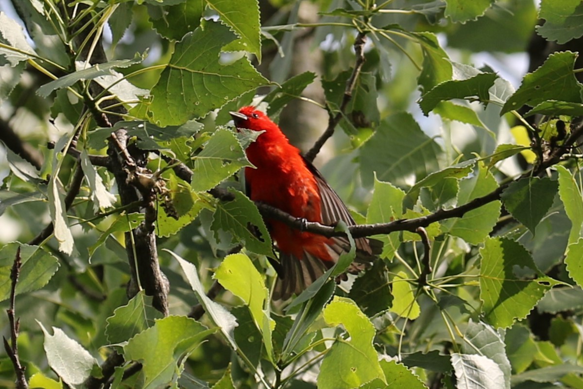 Scarlet Tanager - ML620773607