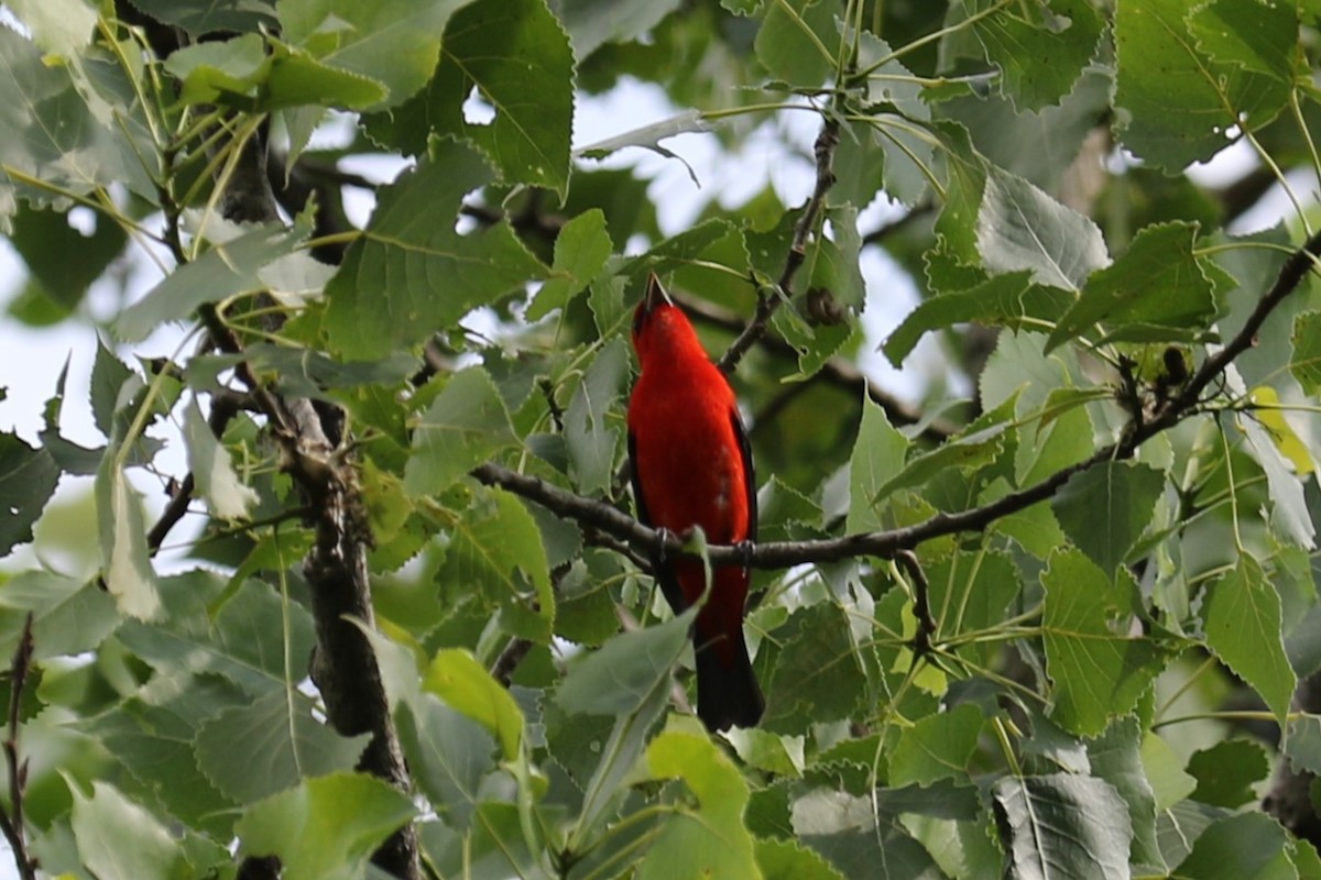 Scarlet Tanager - ML620773608