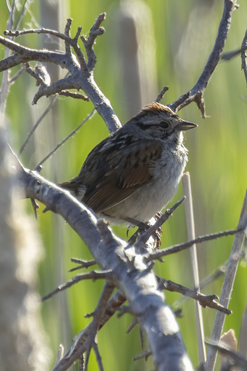 Swamp Sparrow - ML620773609