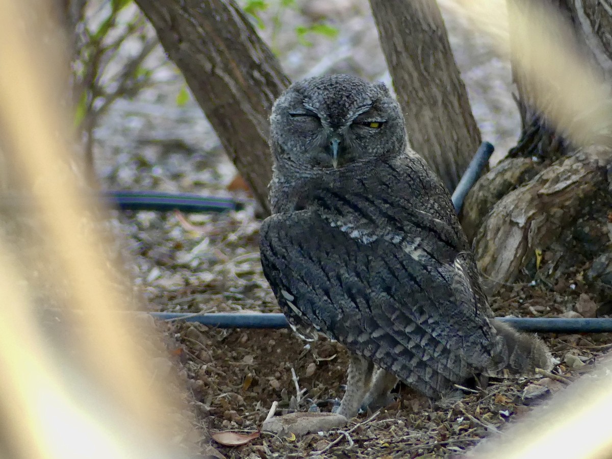 Western Screech-Owl - ML620773610