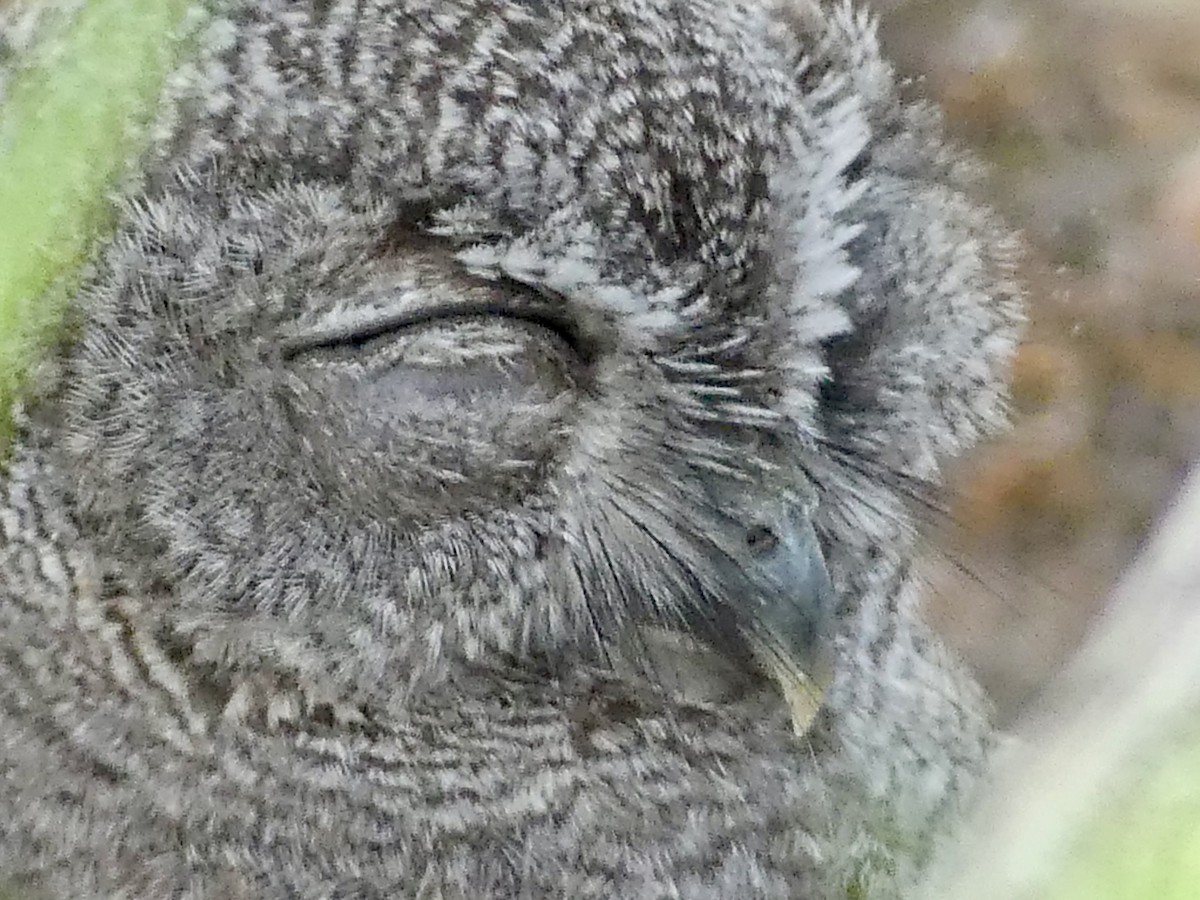 Western Screech-Owl - ML620773611