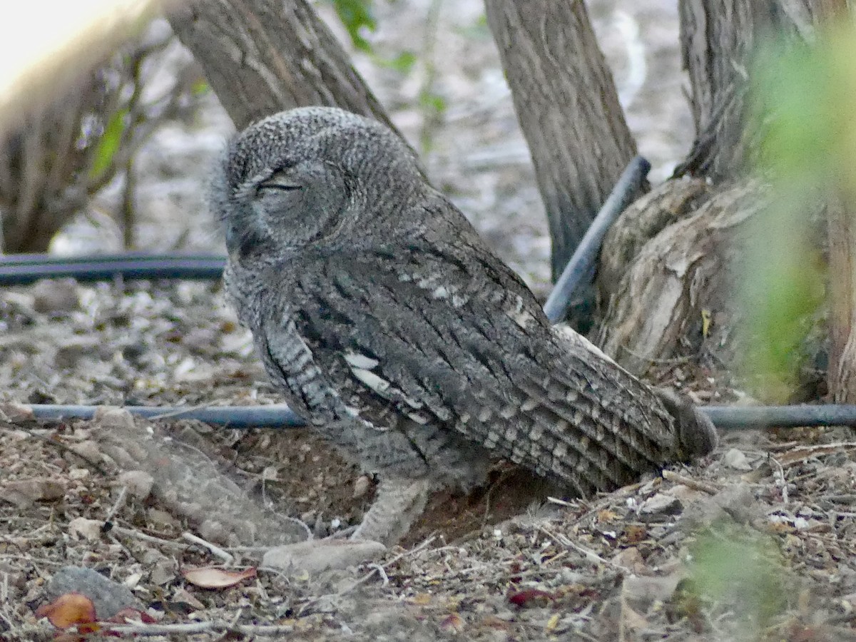 Western Screech-Owl - ML620773612