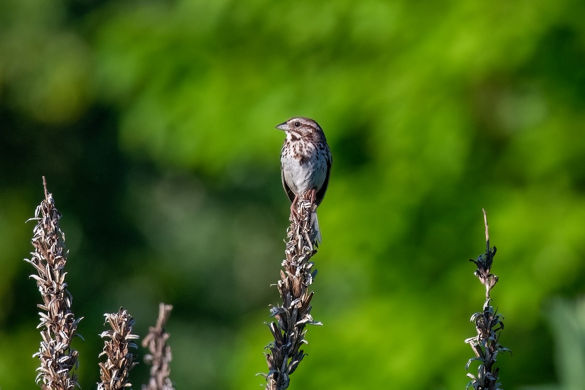 Song Sparrow - ML620773613