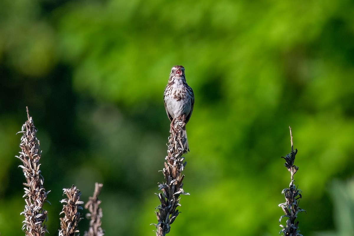 Song Sparrow - ML620773615