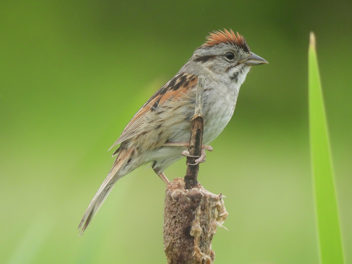 Swamp Sparrow - ML620773616