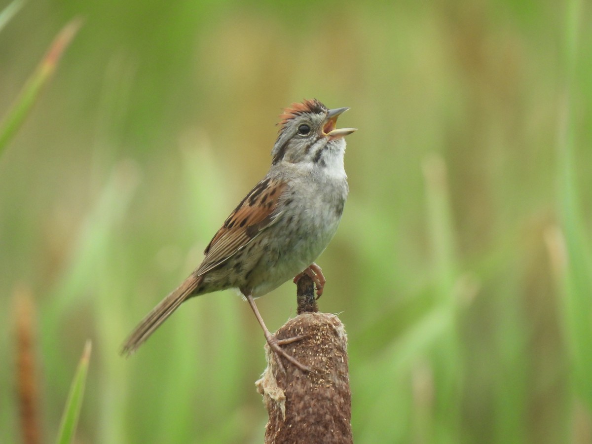 Swamp Sparrow - ML620773617