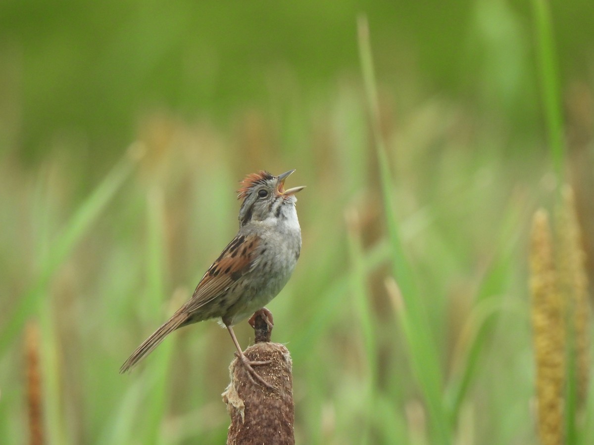 Swamp Sparrow - Andrew Whetten