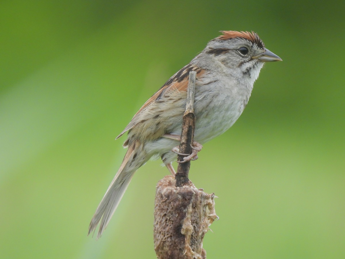 Swamp Sparrow - ML620773620