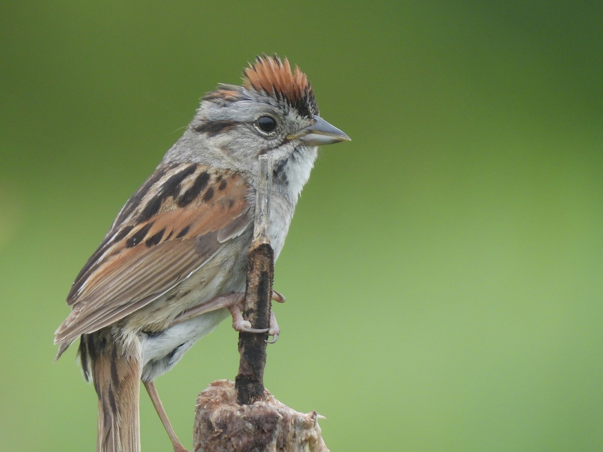 Swamp Sparrow - Andrew Whetten