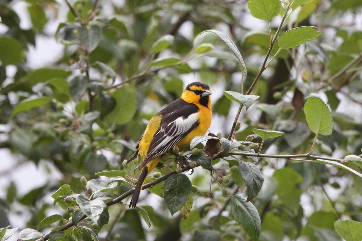 Bullock's Oriole - ML620773622