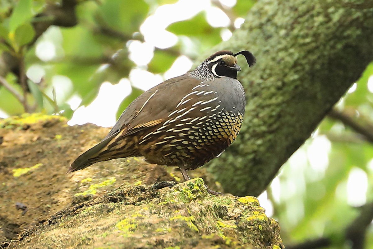 California Quail - ML620773629