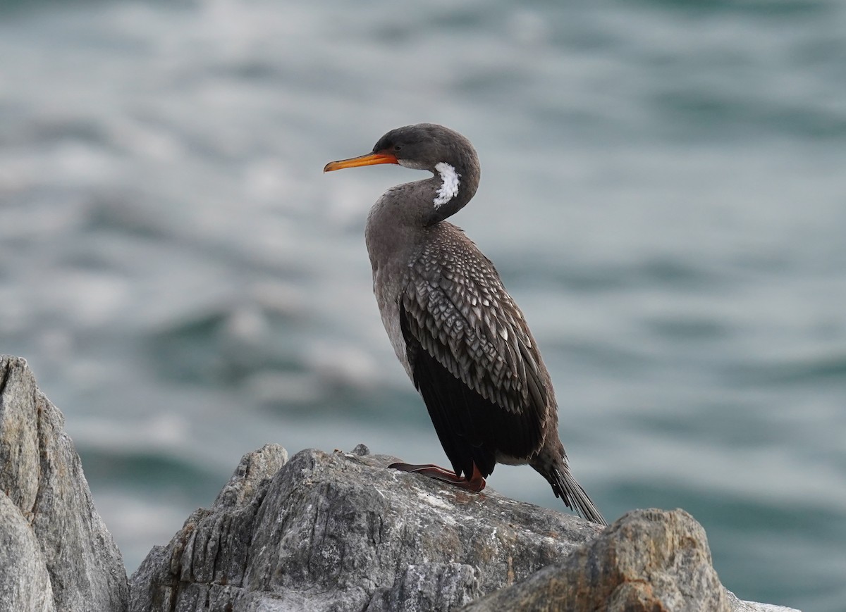 Red-legged Cormorant - Olivares Barraza