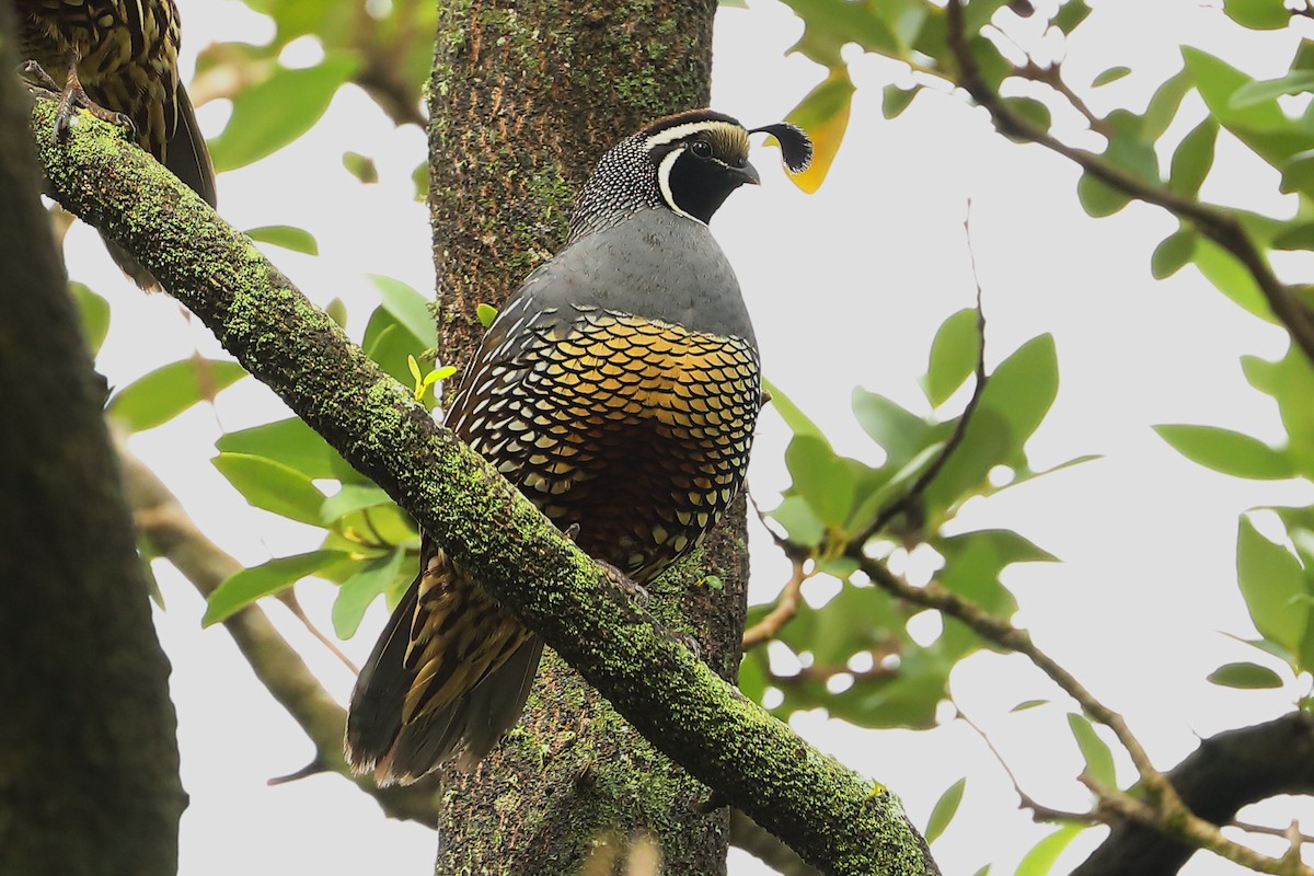 California Quail - ML620773633