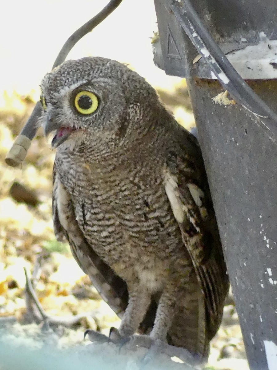 Western Screech-Owl - Dennis Wolter