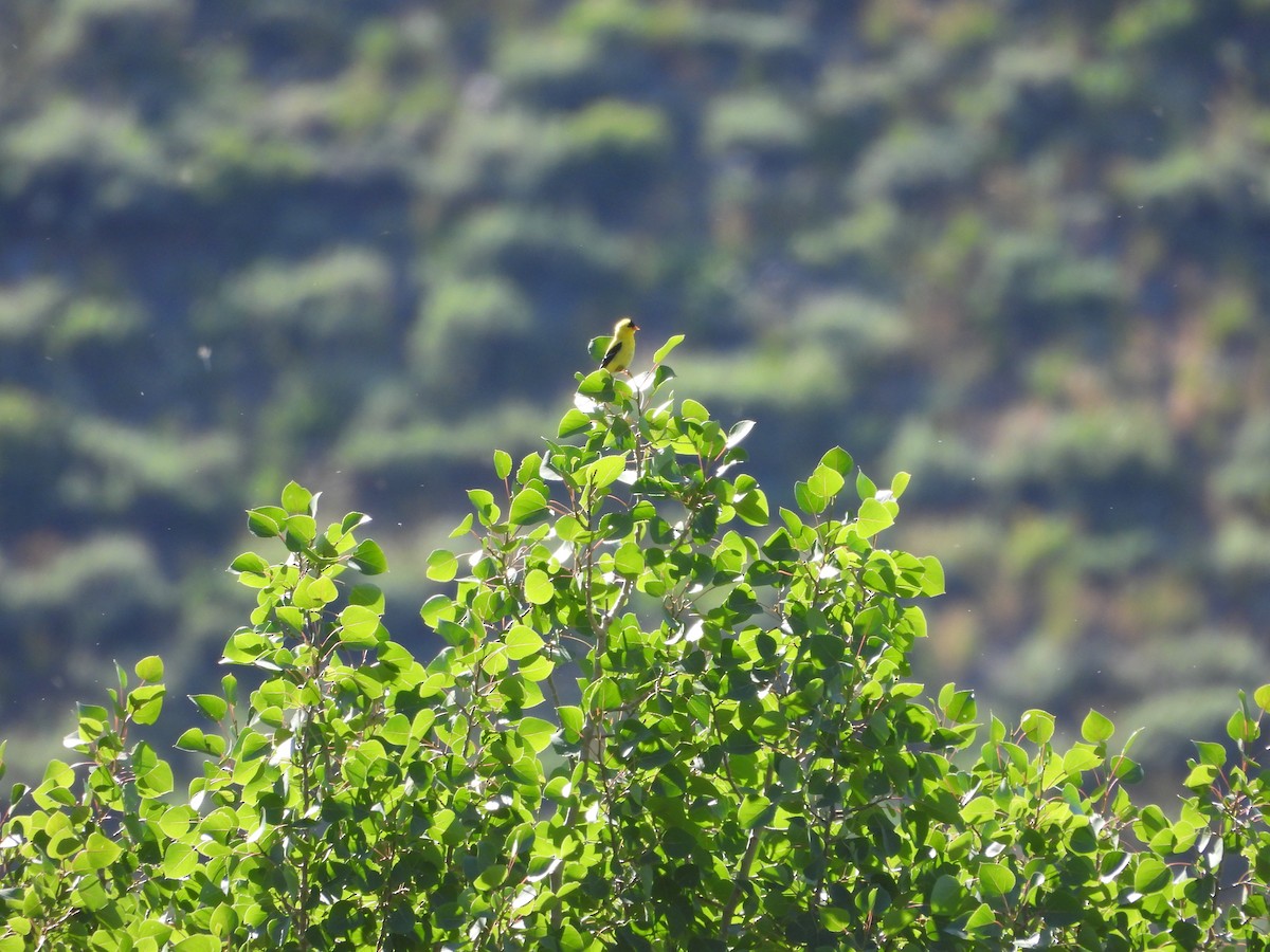 American Goldfinch - ML620773638