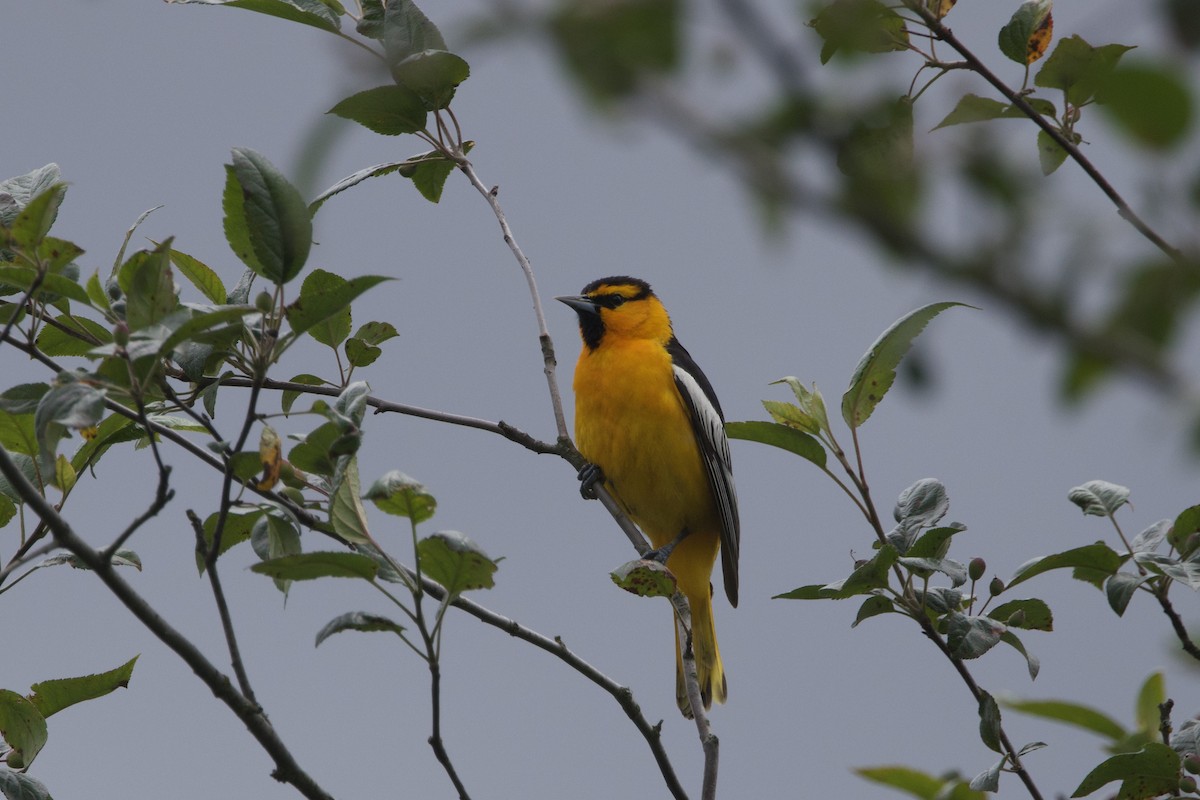 Oriole de Bullock - ML620773640