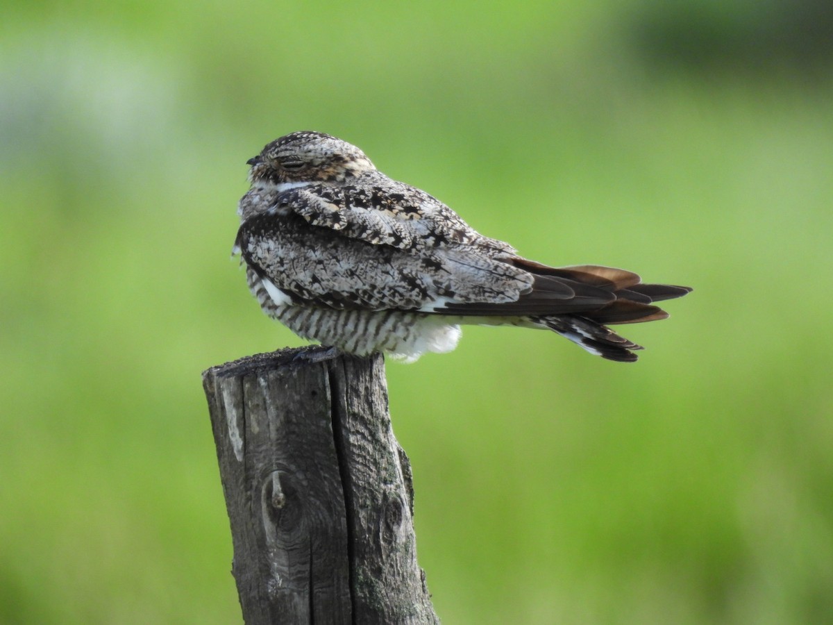 Common Nighthawk - ML620773641