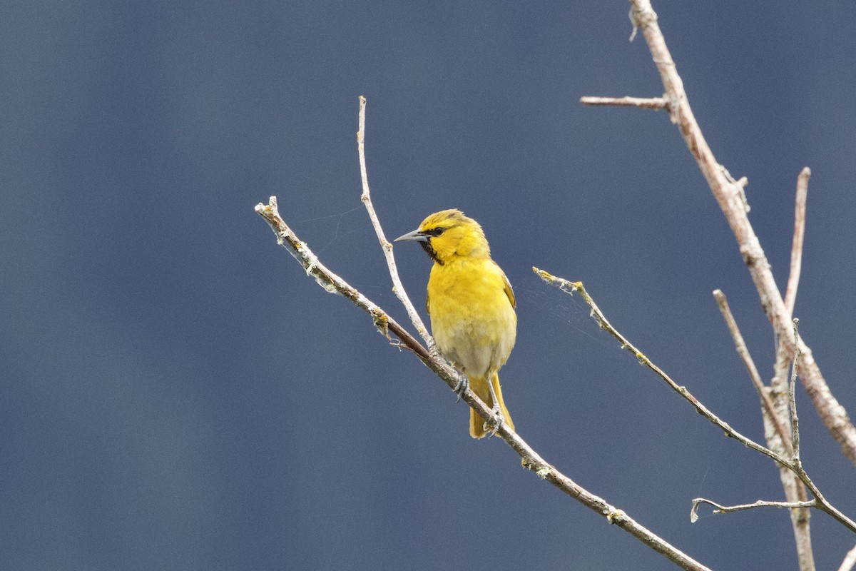 Bullock's Oriole - ML620773645