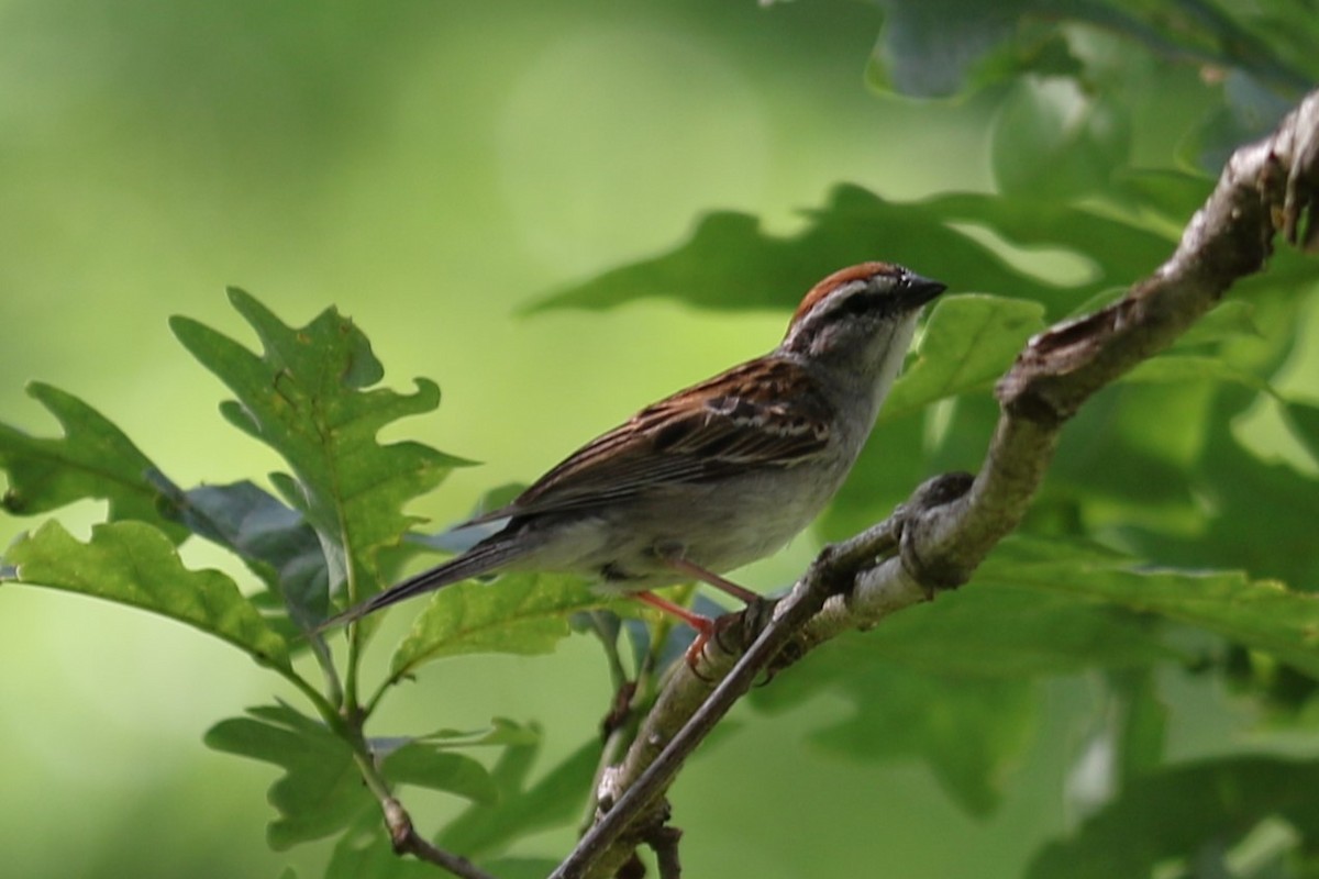 Chipping Sparrow - ML620773647