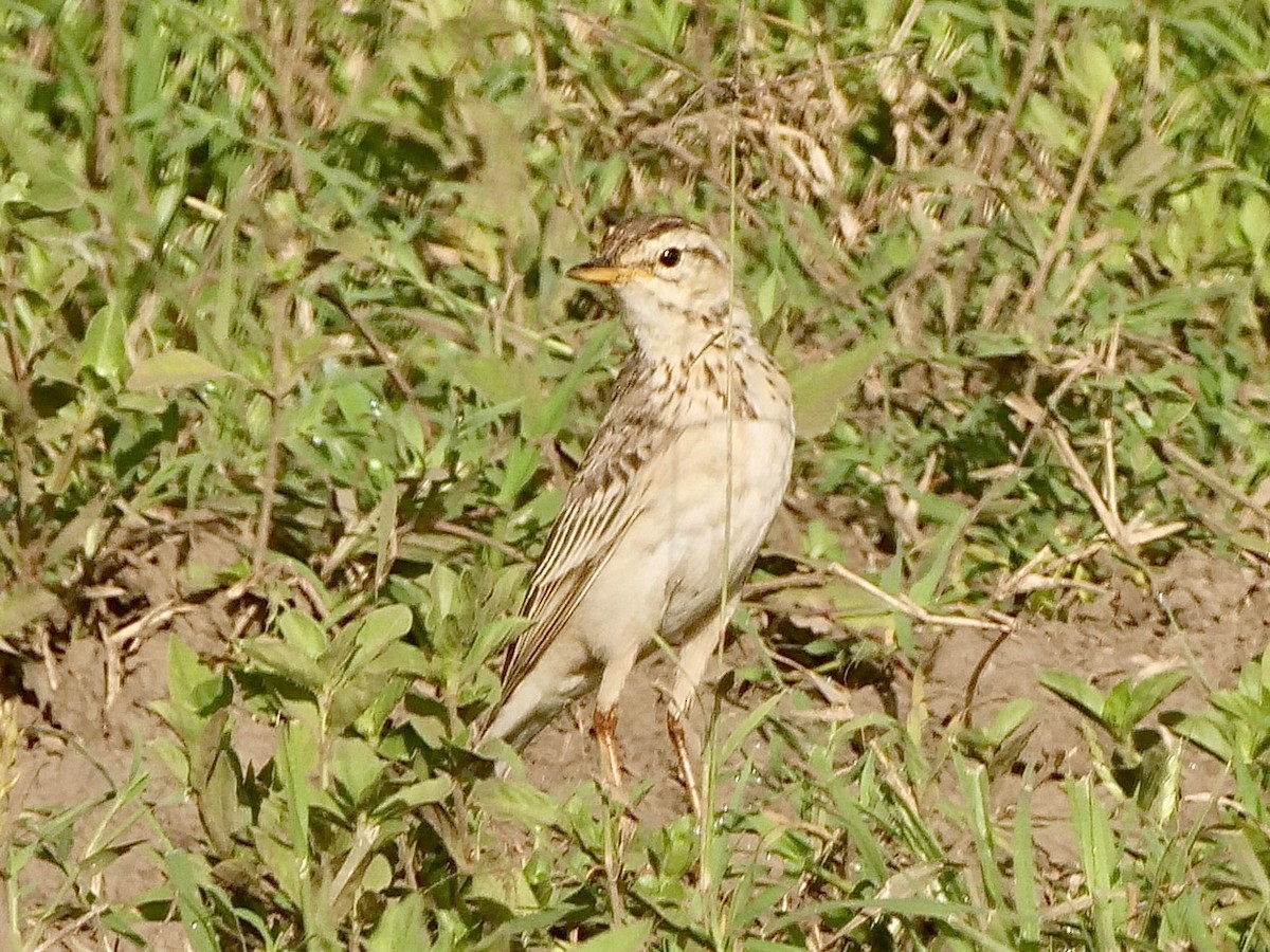 African Pipit - ML620773666