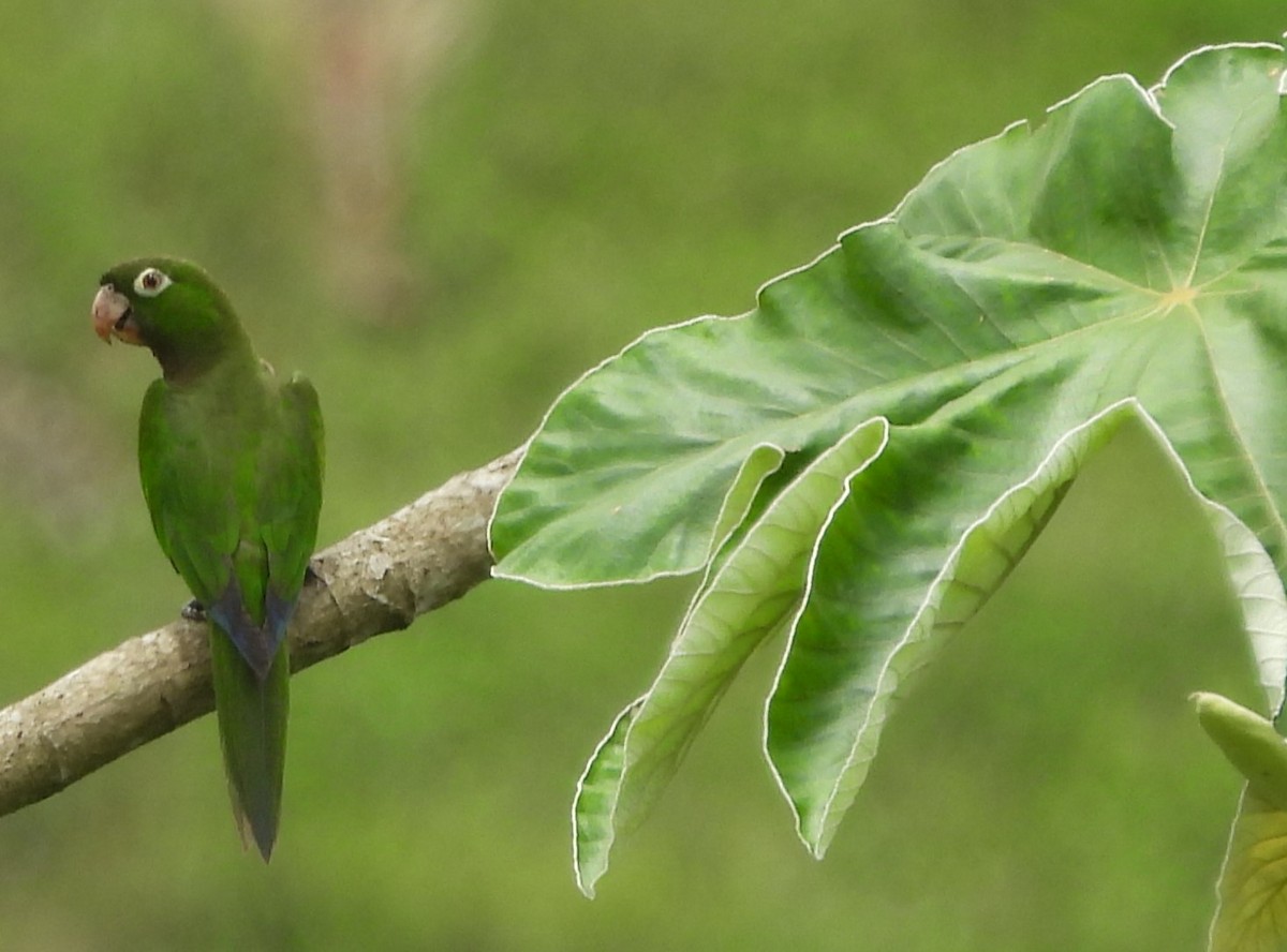 Olive-throated Parakeet (Jamaican) - ML620773668