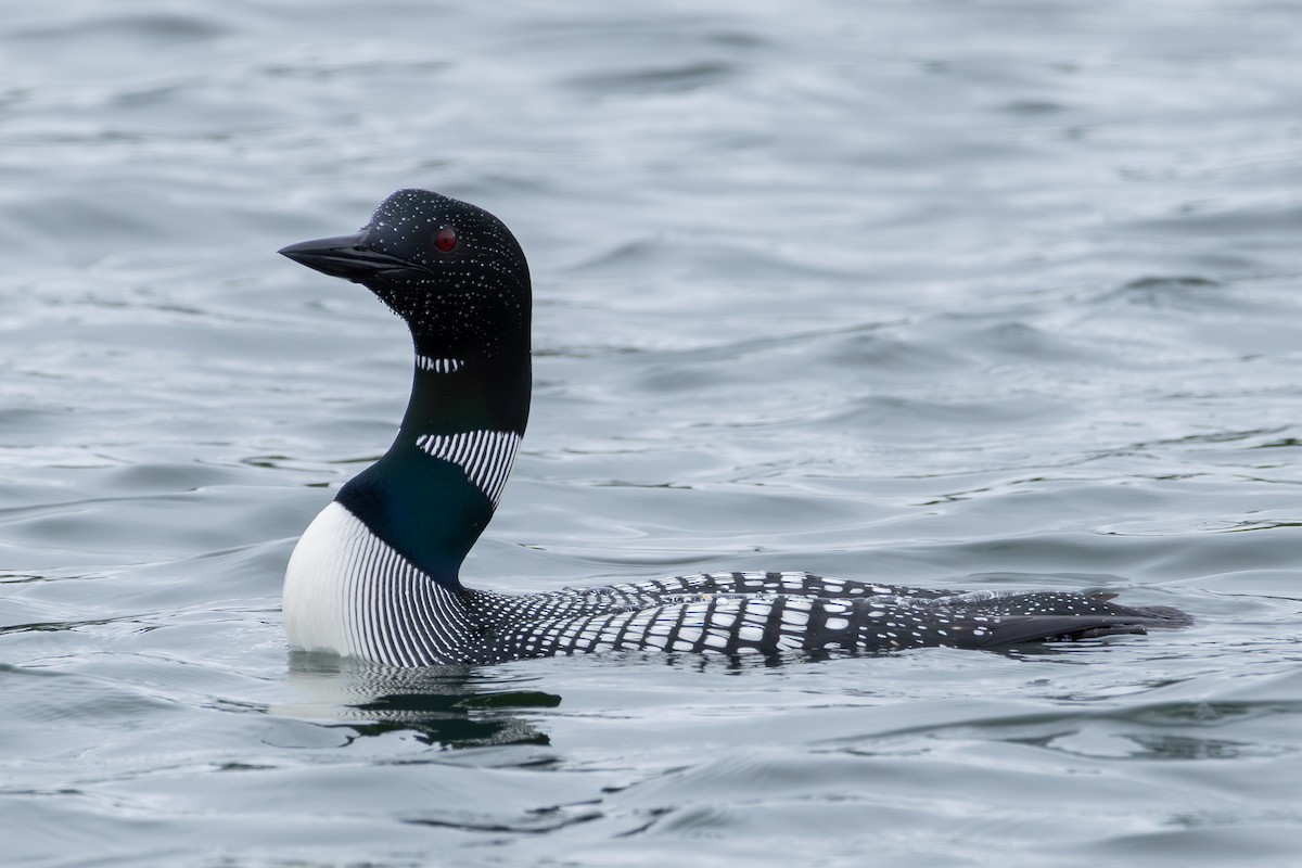 Common Loon - ML620773673