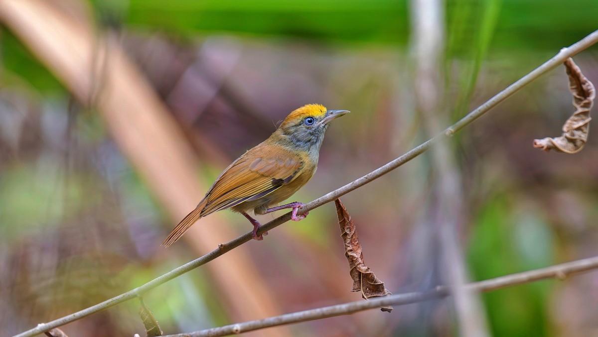 Tawny-crowned Greenlet - Rolando Tomas Pasos Pérez