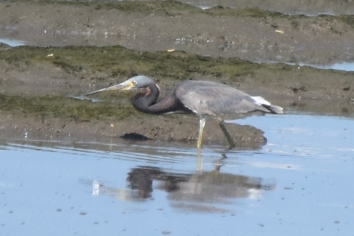 Tricolored Heron - ML620773677