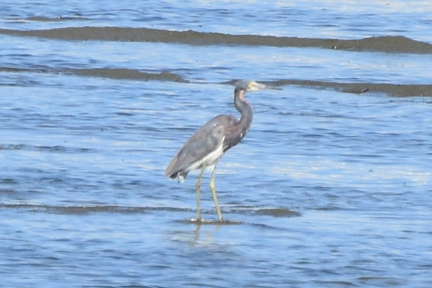 Tricolored Heron - ML620773681