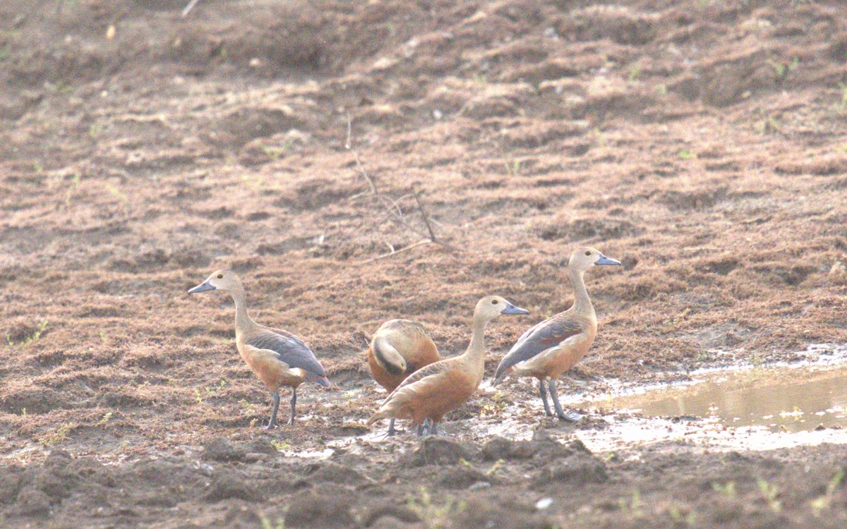 Lesser Whistling-Duck - ML620773684