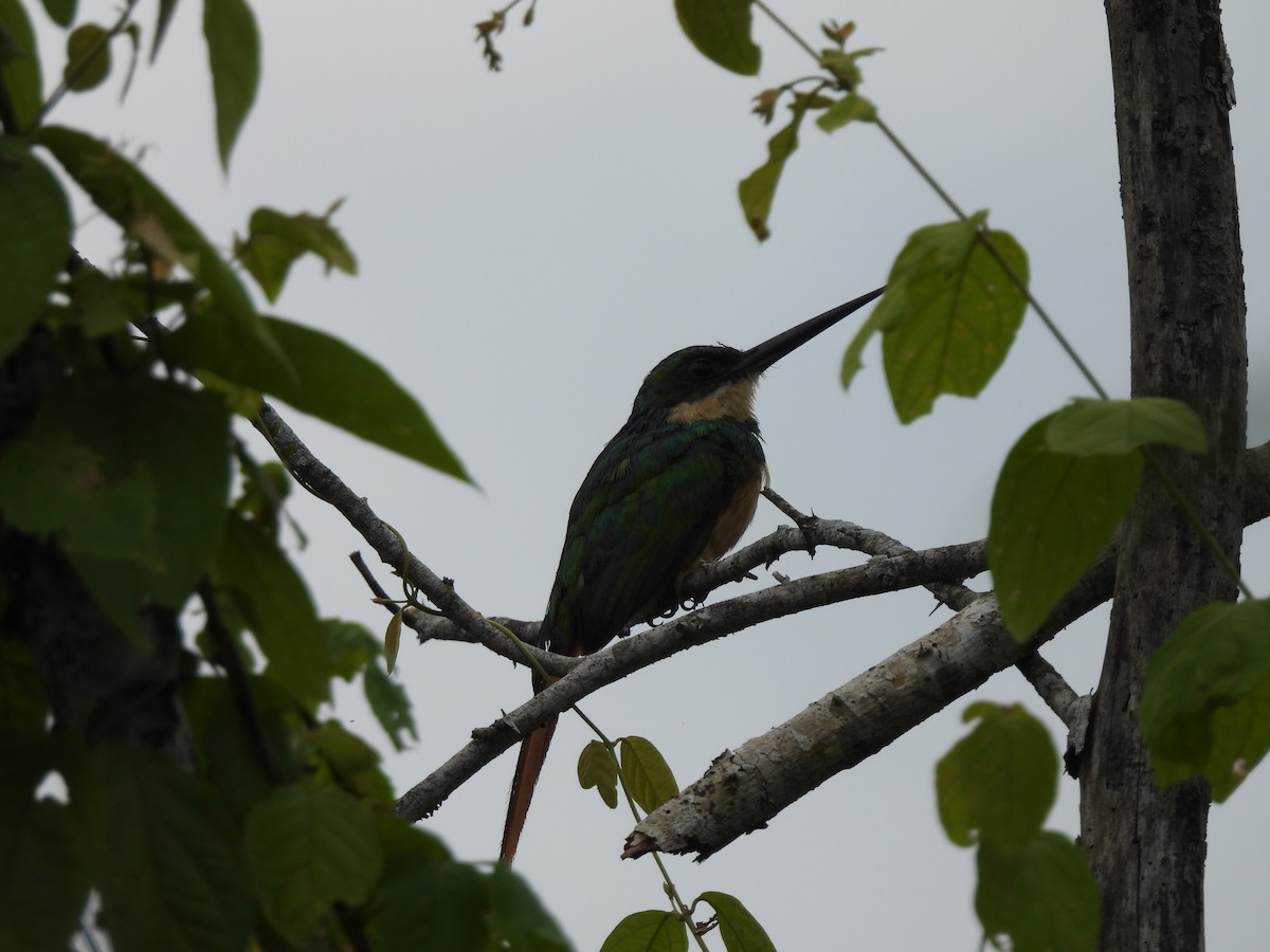 Rufous-tailed Jacamar - ML620773686