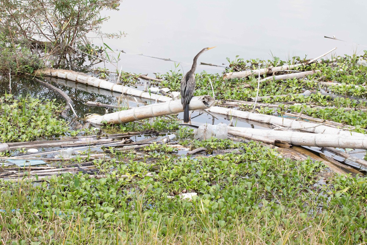 anhinga americká - ML620773687