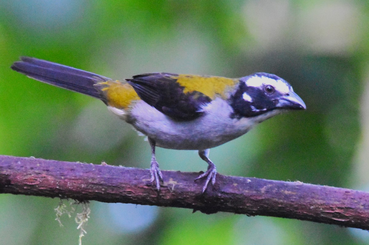 Black-winged Saltator - ML620773692