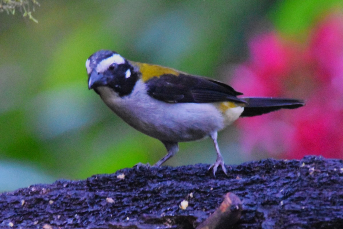 Black-winged Saltator - ML620773693