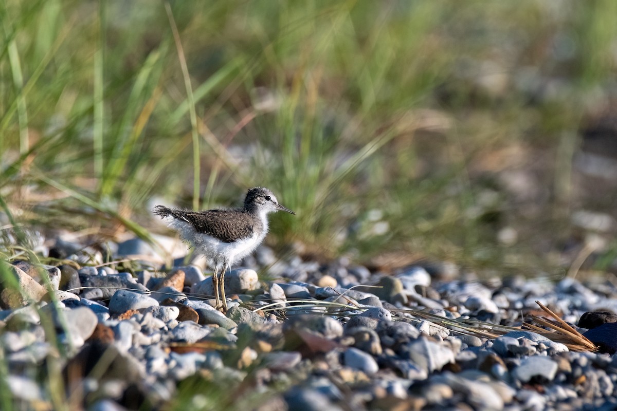 Spotted Sandpiper - ML620773699