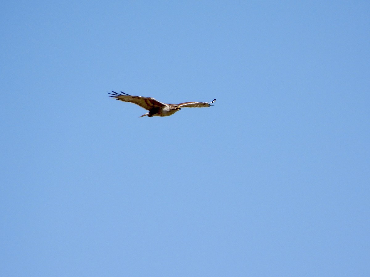 Ferruginous Hawk - ML620773701