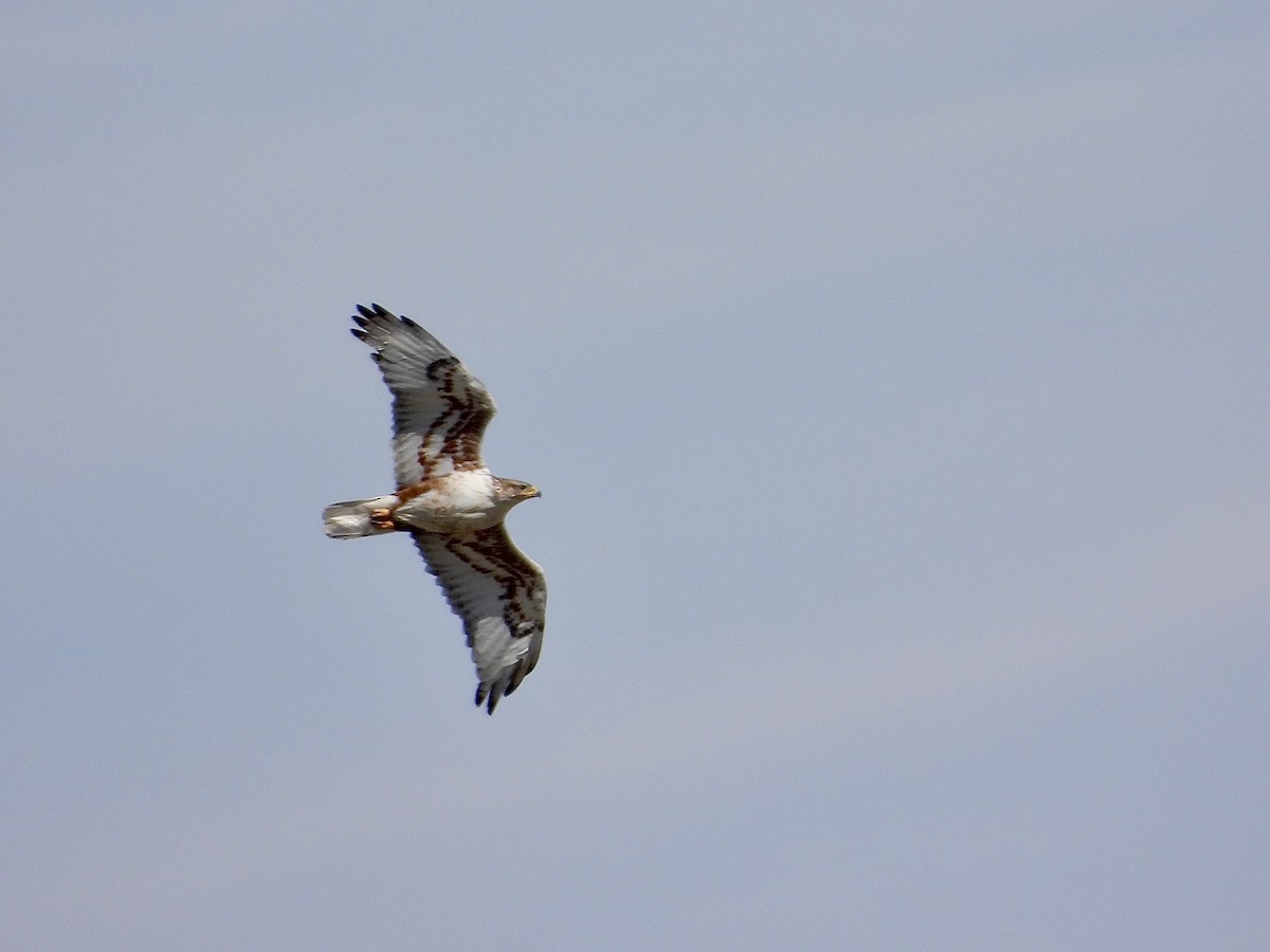 Ferruginous Hawk - ML620773702