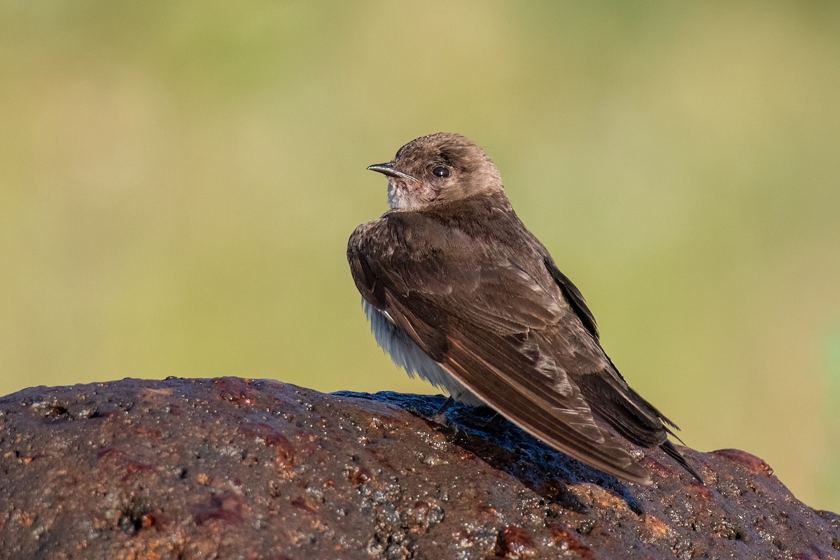 Northern Rough-winged Swallow - ML620773704