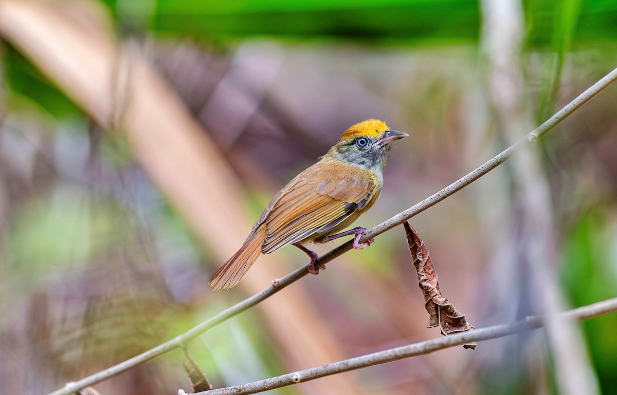 Tawny-crowned Greenlet - ML620773707