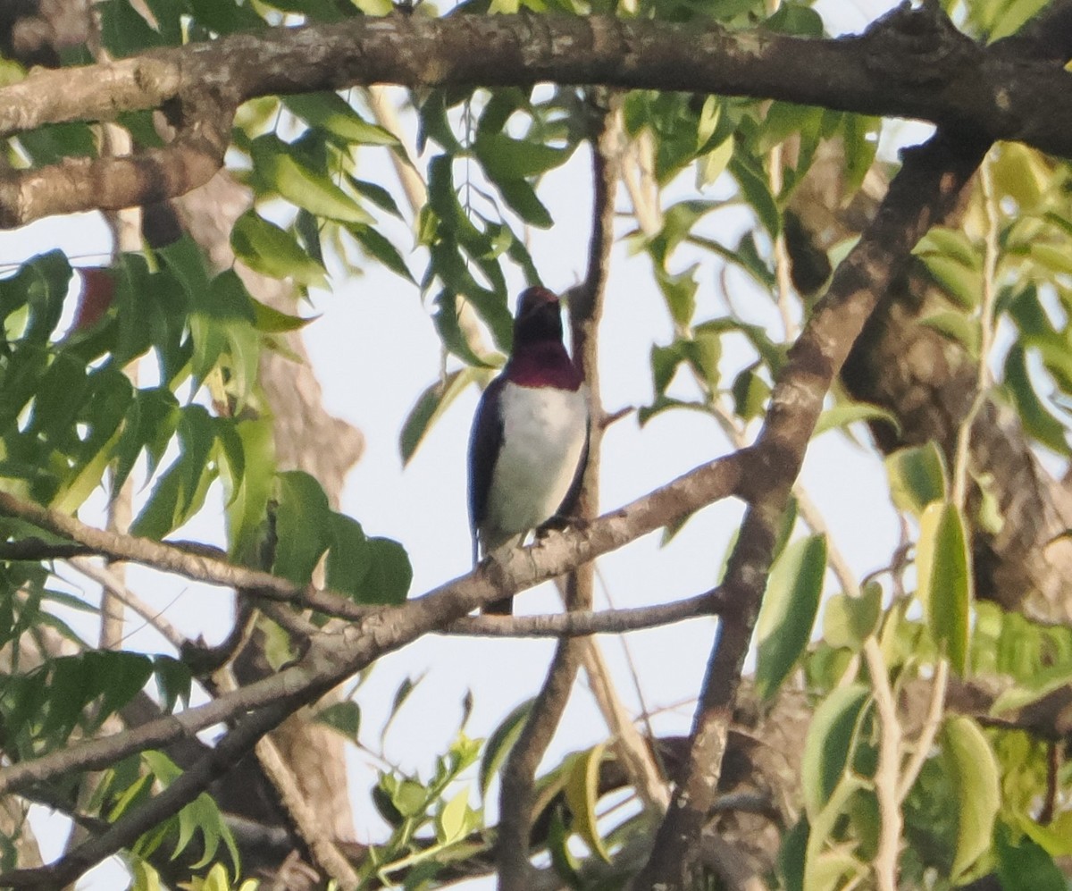 Violet-backed Starling - Miles Mcevoy