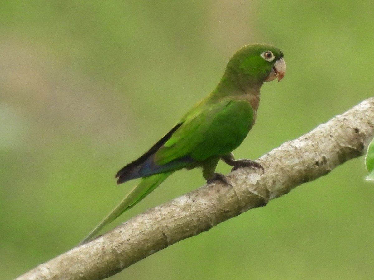 aratinga jamajský (ssp. nana) - ML620773711