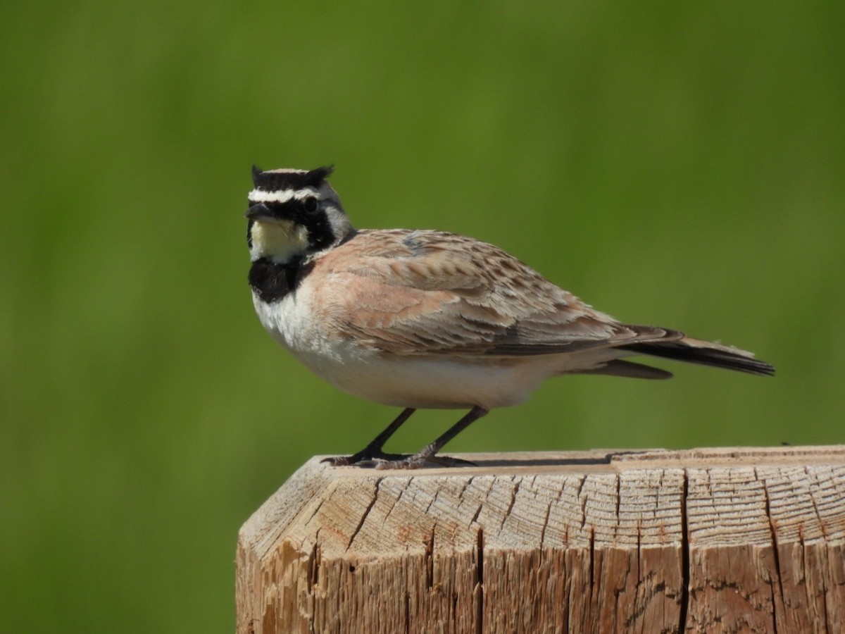 Horned Lark - ML620773713