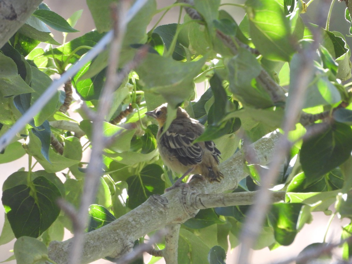 Bullock's Oriole - ML620773715